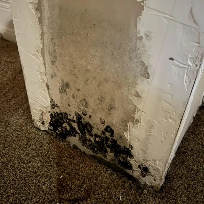 Professional Mold Removal in North Windham, ME